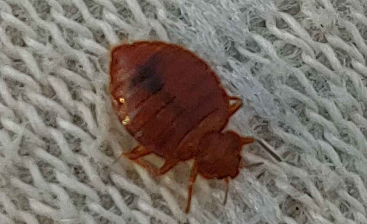 bed bug close up