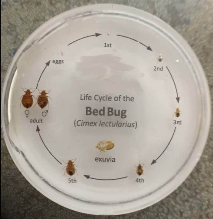 pictures of bed bug life