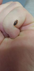 What does a bed bug look like?