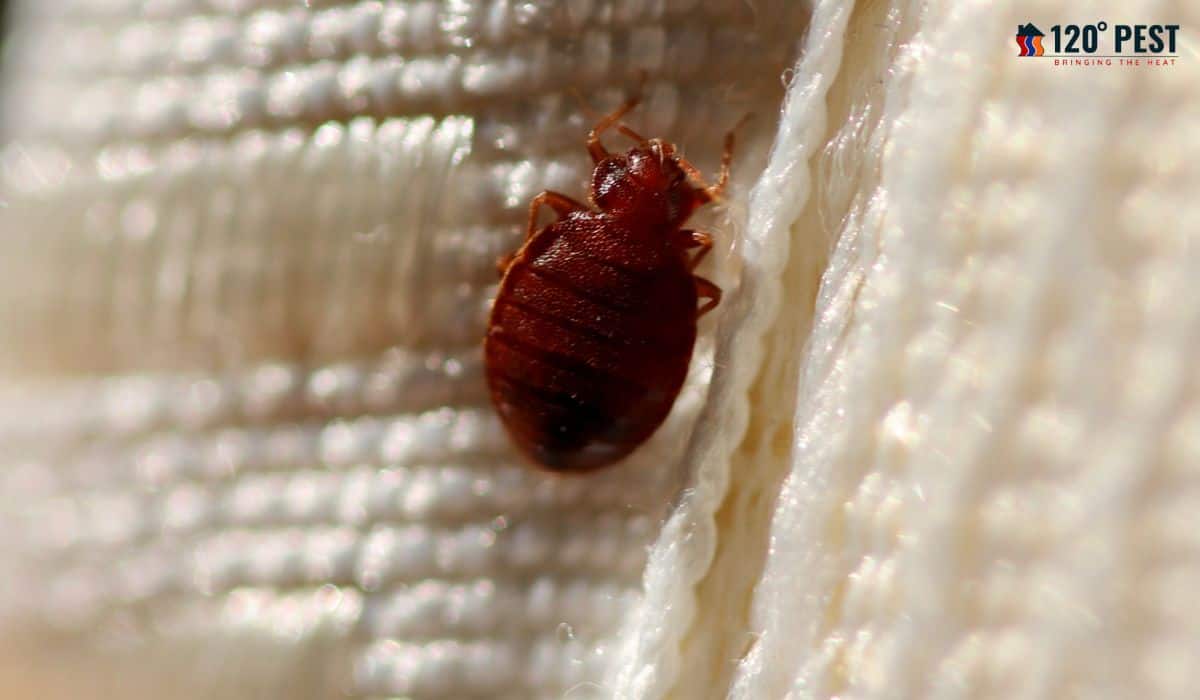 Effective Bed Bug Pest Control Service Near Me: Keeping Your Home Bug-Free