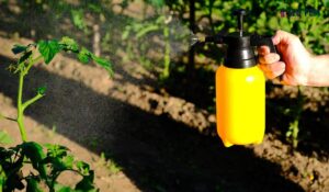 Top Natural Pest Control Companies