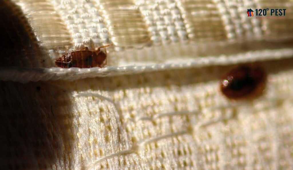 Bed Bug Control Services