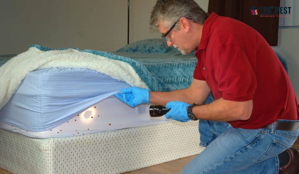 Bed Bug Removal Service