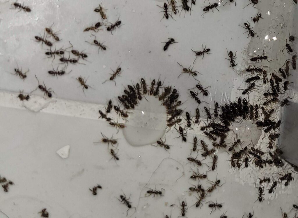 ants eating bait