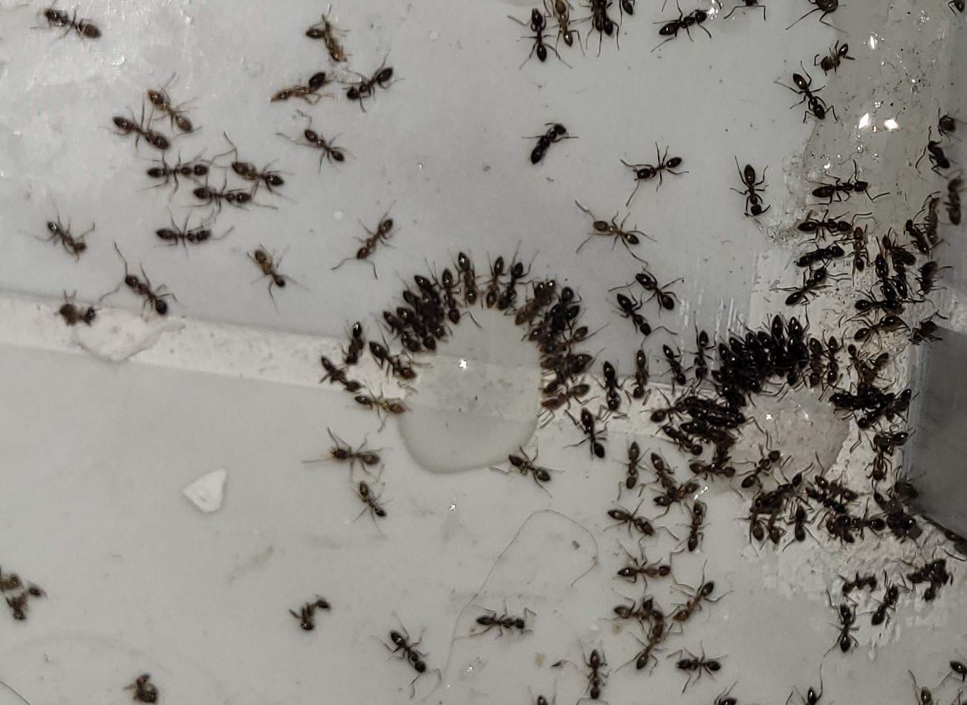 Battling Ant Infestations: Effective Ant Control in Woodstock, GA