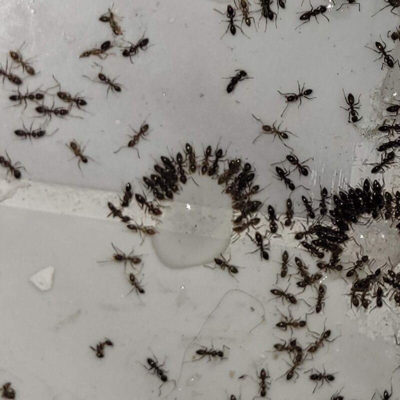 Battling Ant Infestations: Effective Ant Control in Woodstock, GA
