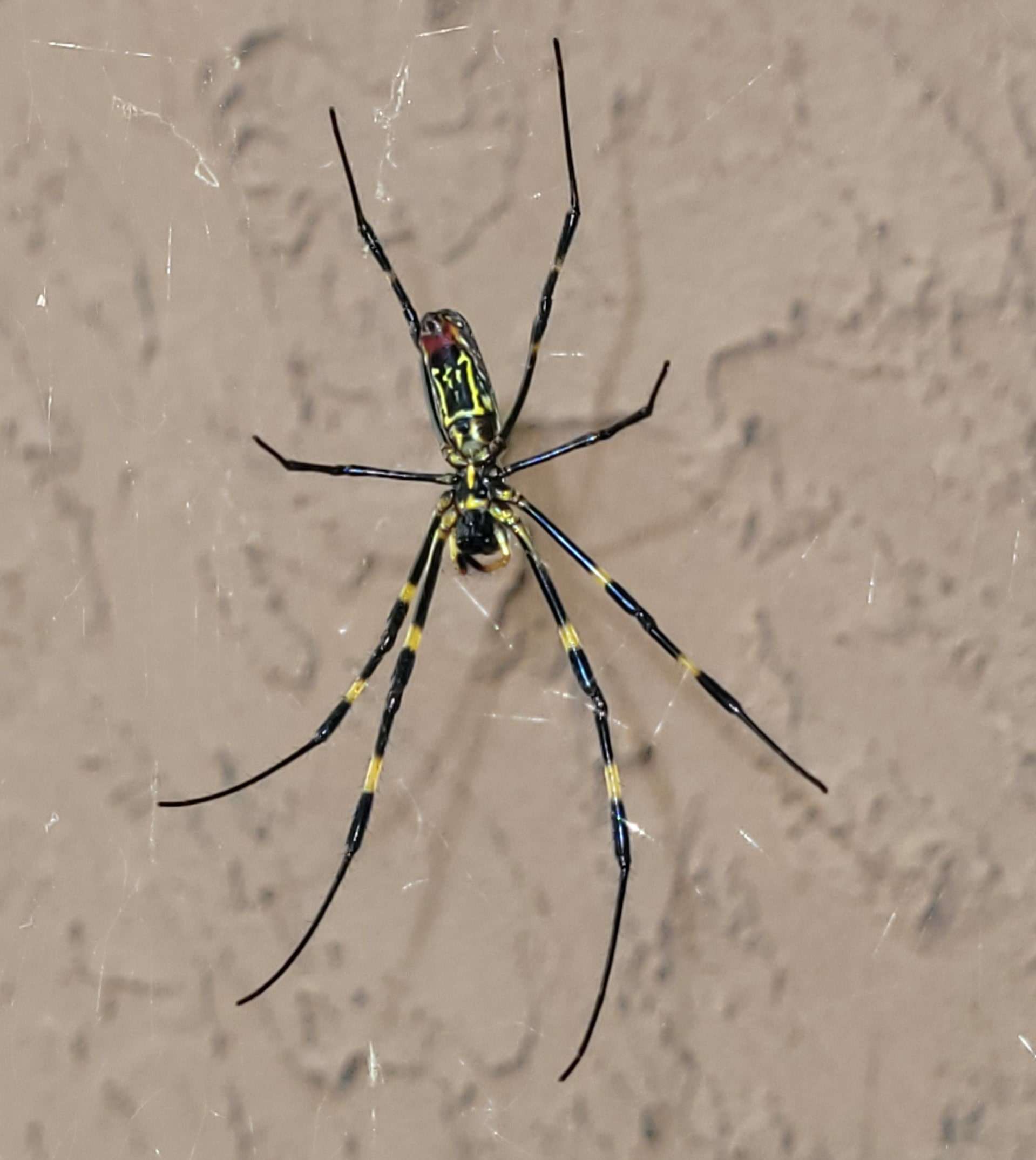 Spider Control in Georgia