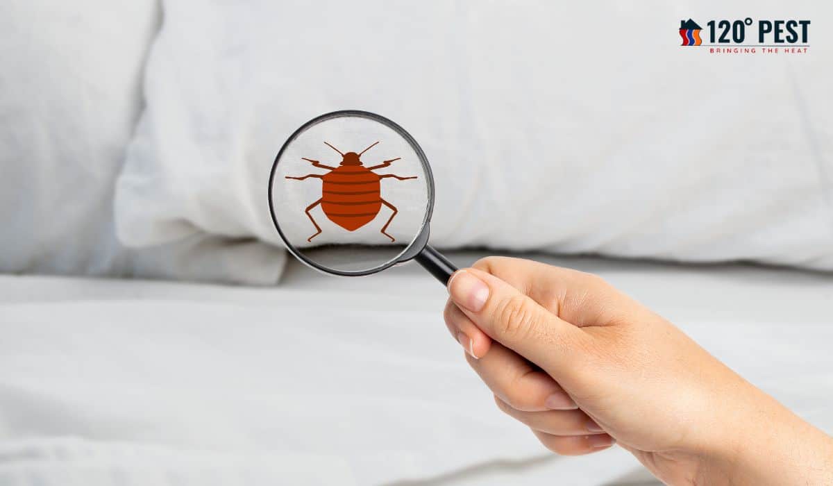 Local Bed Bug Furniture Removal Service: Find Help Near You