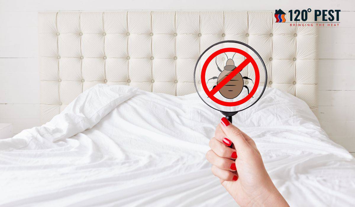 Bed Bug Prep Services Near Me: Your Solution to a Peaceful Night’s Sleep