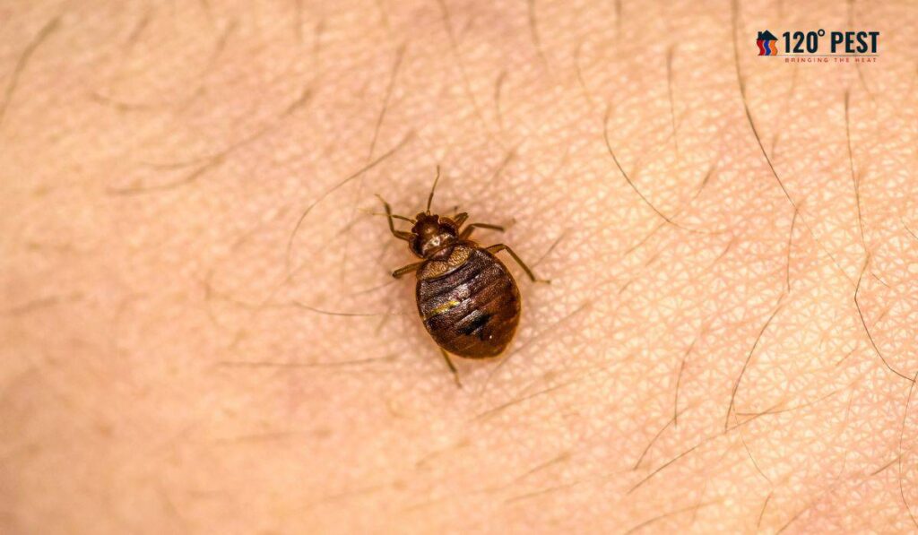 Advanced Bed Bug and Pest Services