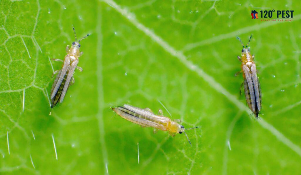 How to Safeguard Your Garden: Natural Pest Control Methods