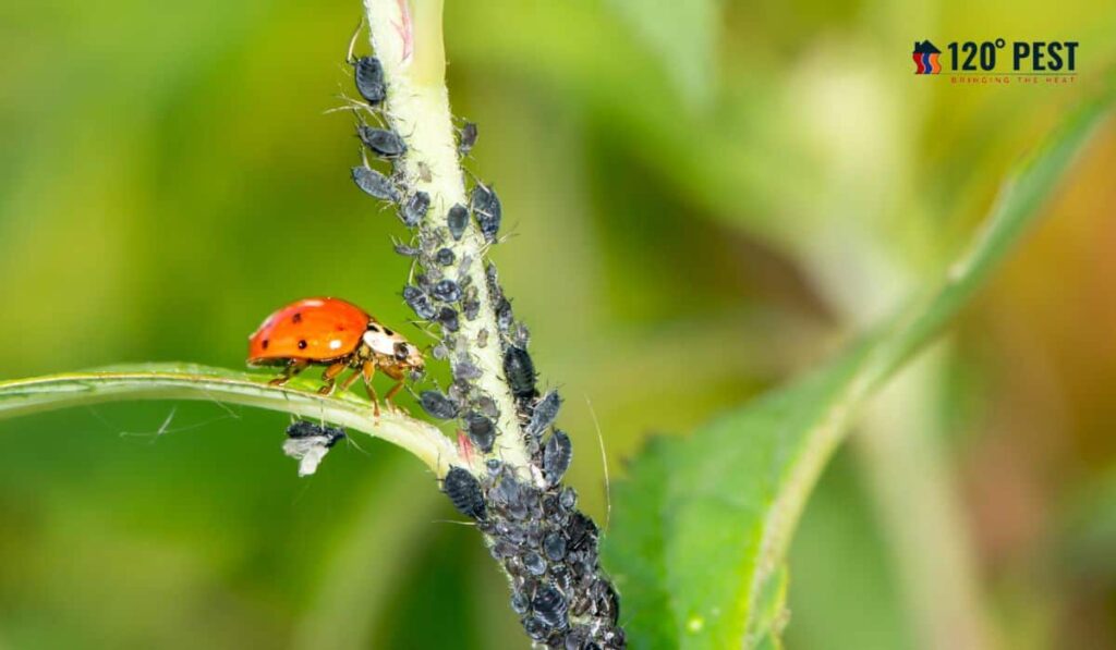 Natural Pest Control Near Me