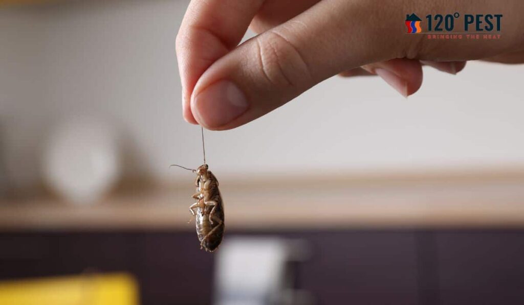 The Ultimate Guide to Effective Bed Bug Removal Services