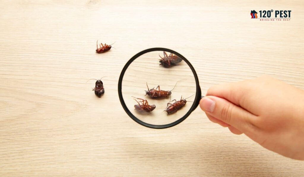 Advanced Bed Bug and Pest Services