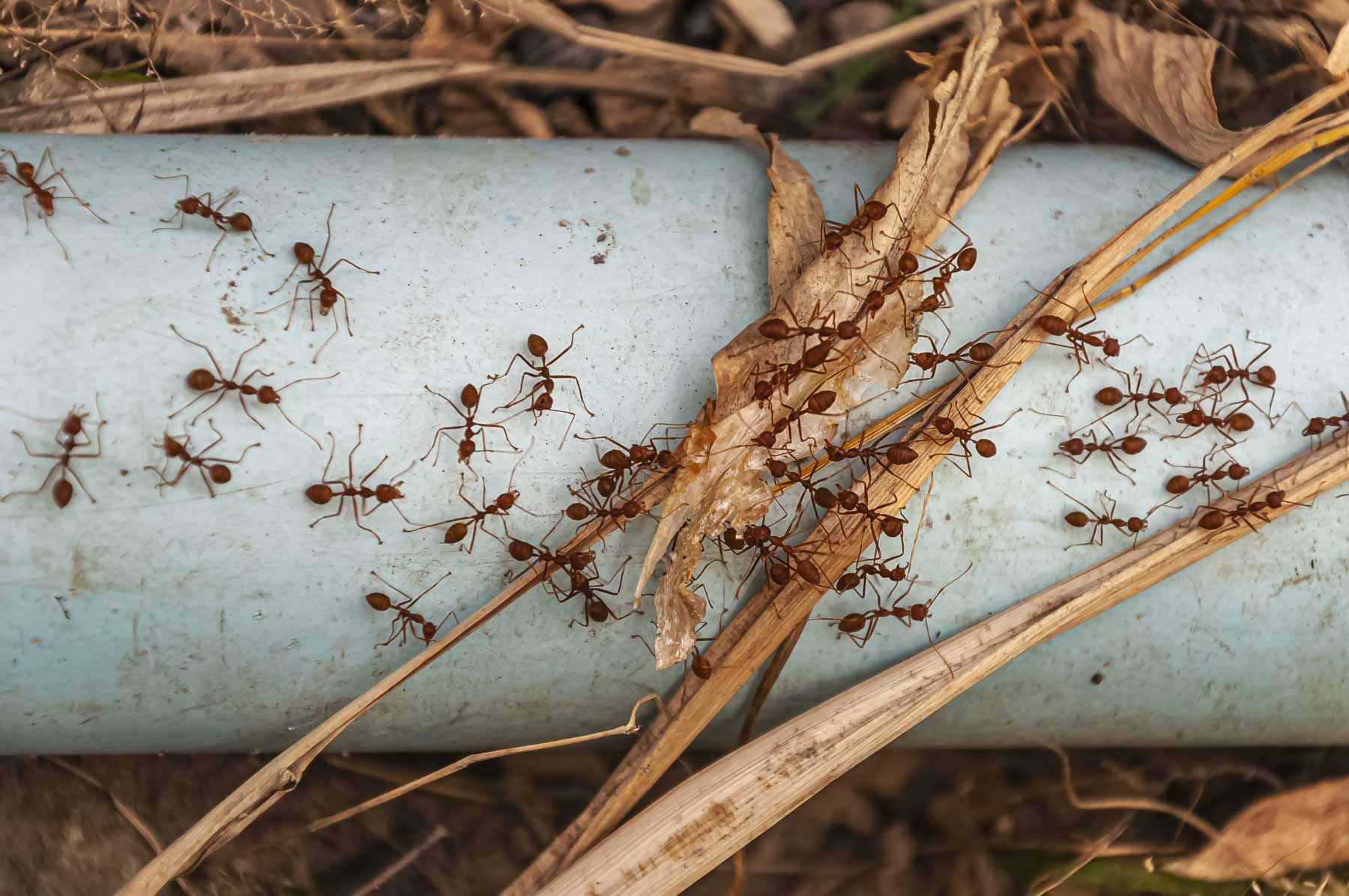 GreenShield Pest Control: Eco-Friendly Protection Marietta, GA