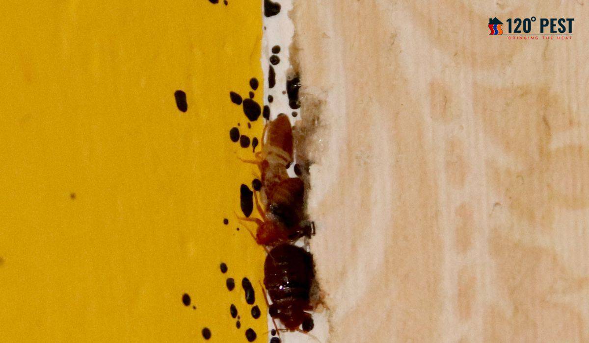 Demystifying How Heat Treatment for Bed Bugs Works 120 Pest