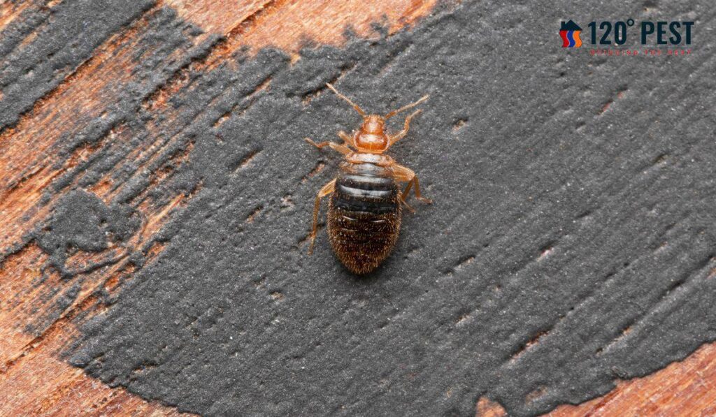 Bed Bug Treatment Atlanta