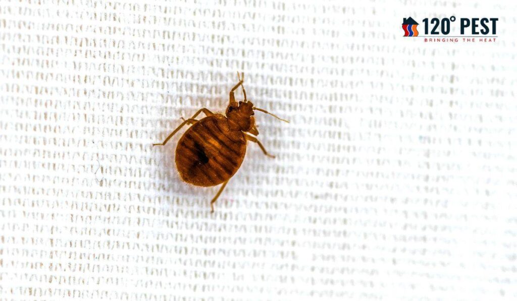 Dealing with Bed Bugs in Your Truck