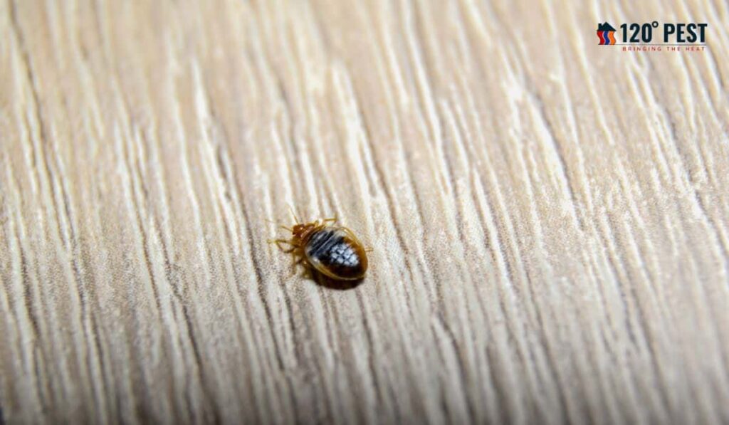 Traditional vs. Modern Bed Bug Treatment Methods