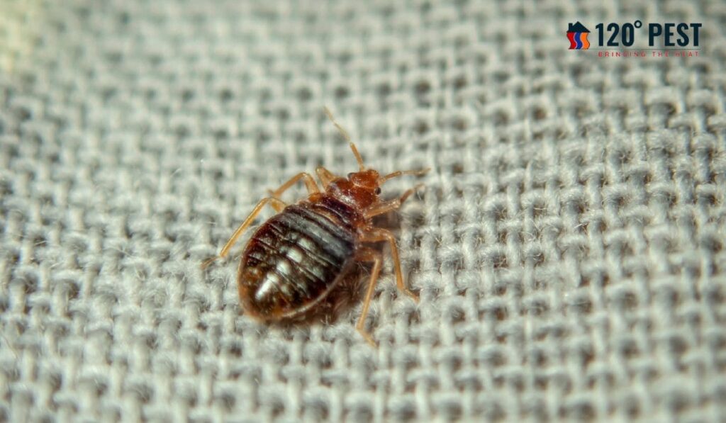 types of bed bug treatments