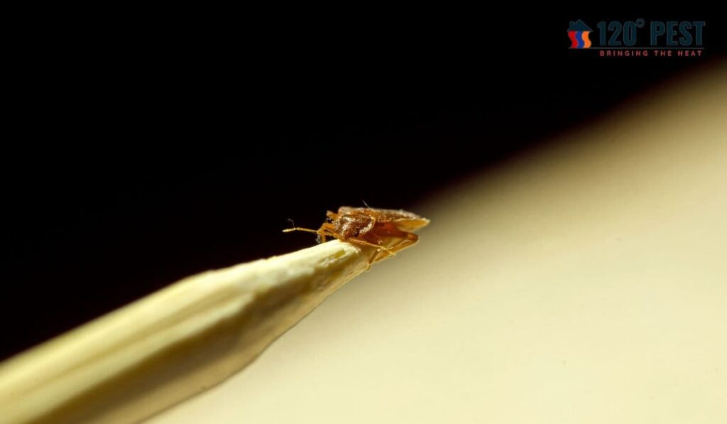 Bed Bug Treatment Atlanta