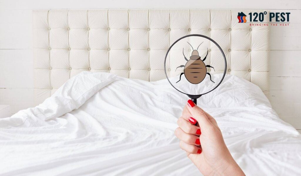 Bed Bug Exterminator Atlanta