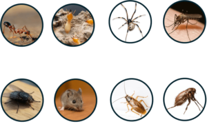 Bugs