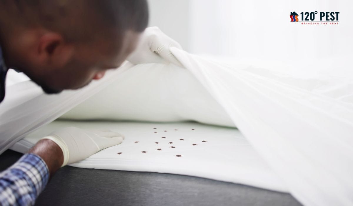 5 Signs You Need a Bed Bug Exterminator in Atlanta NOW!