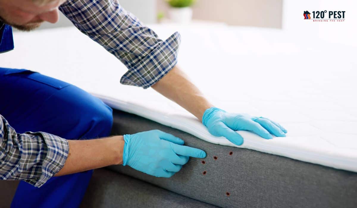 Exterminate the Unseen: Bed Bug Pros