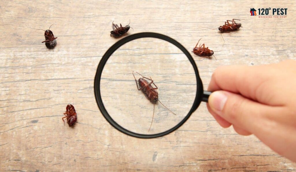 cost of monthly pest control service