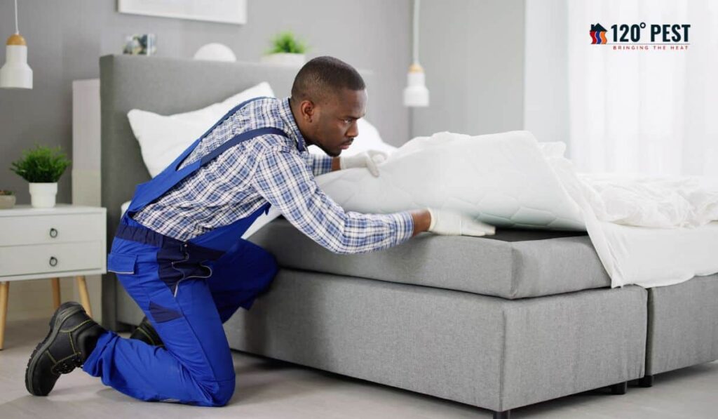 bed bug exterminator atlanta