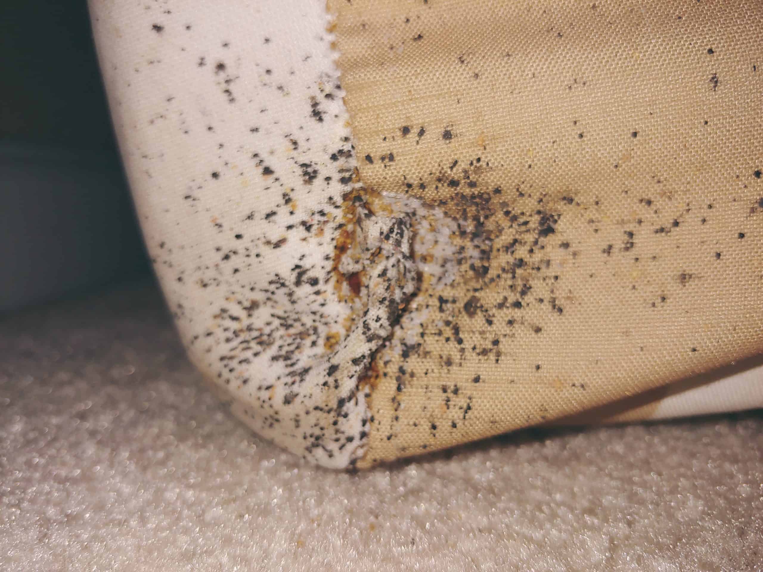 Decoding Bed Bug Treatments: Types of Bed Bug Treatments