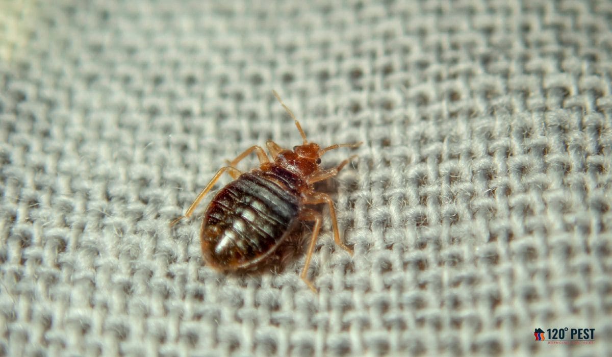 Investing in Peaceful Nights: Bed Bug Fumigation