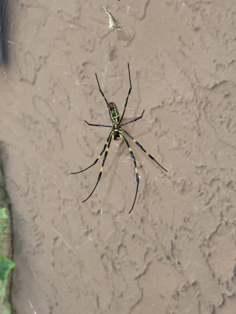 spiders in ga