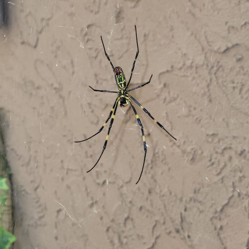 spiders in ga