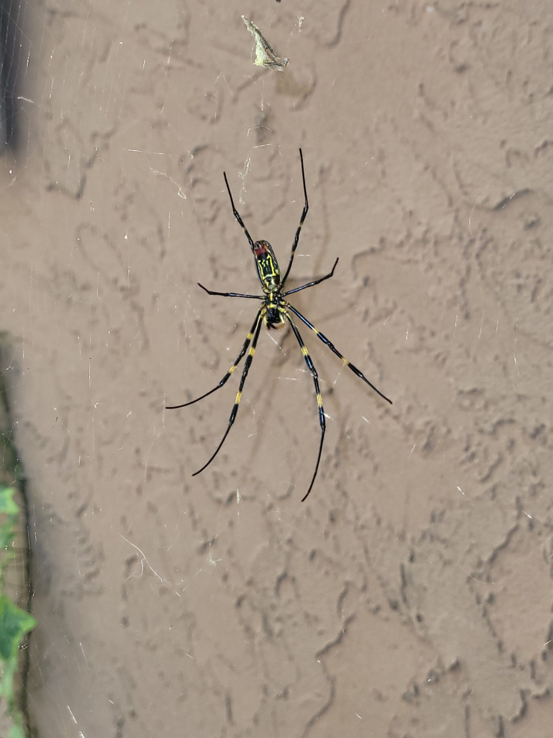 How Fast Can Spiders Multiply in Roswell?