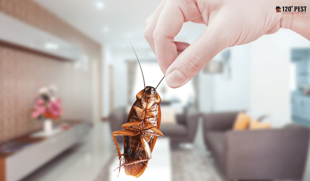 Pest control services charges