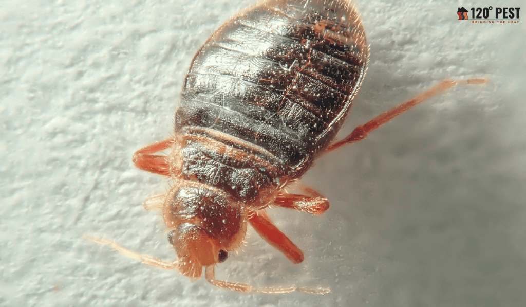 bed bug exterminator atlanta