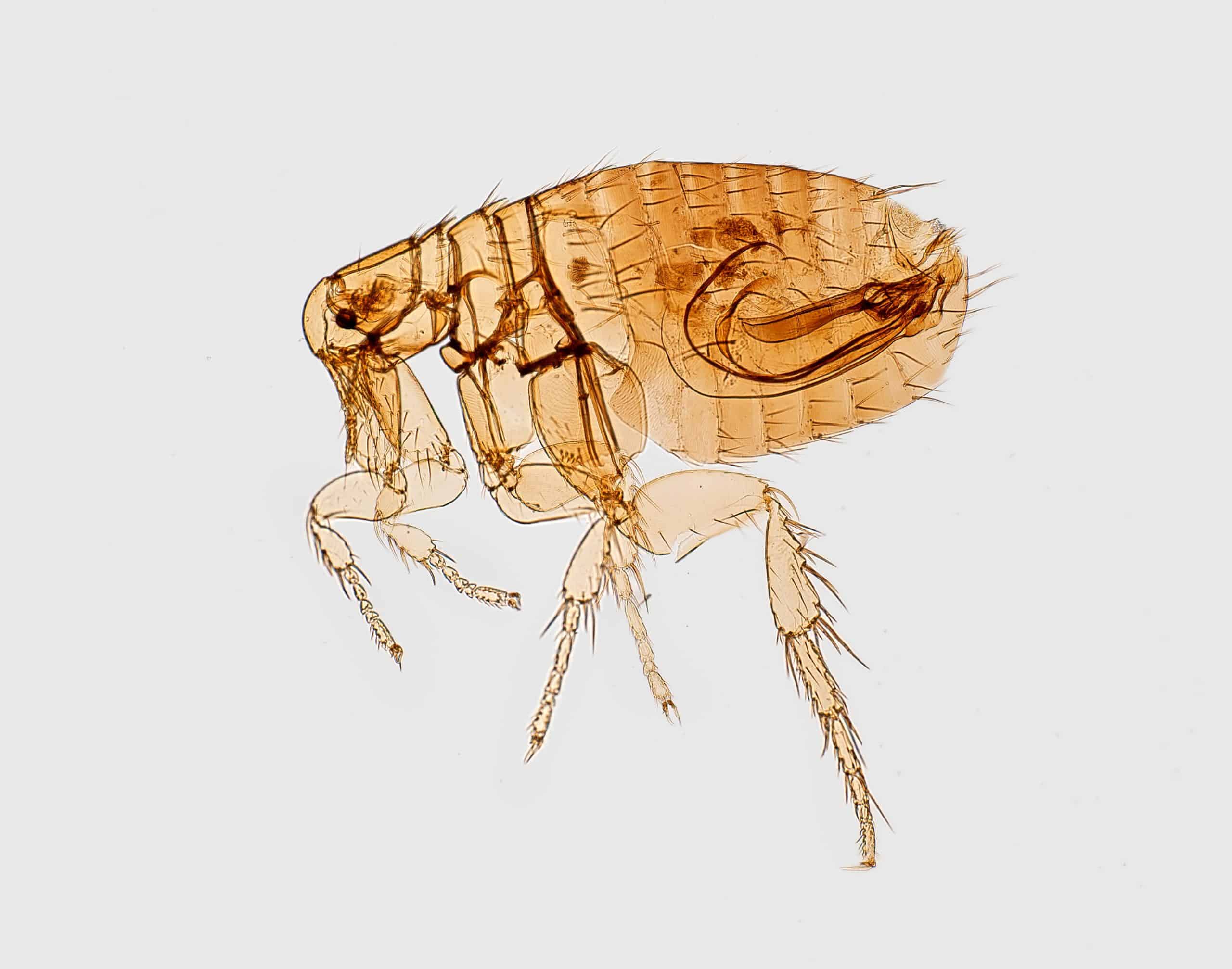 Bed Bug or Flea? The most common confused pests.