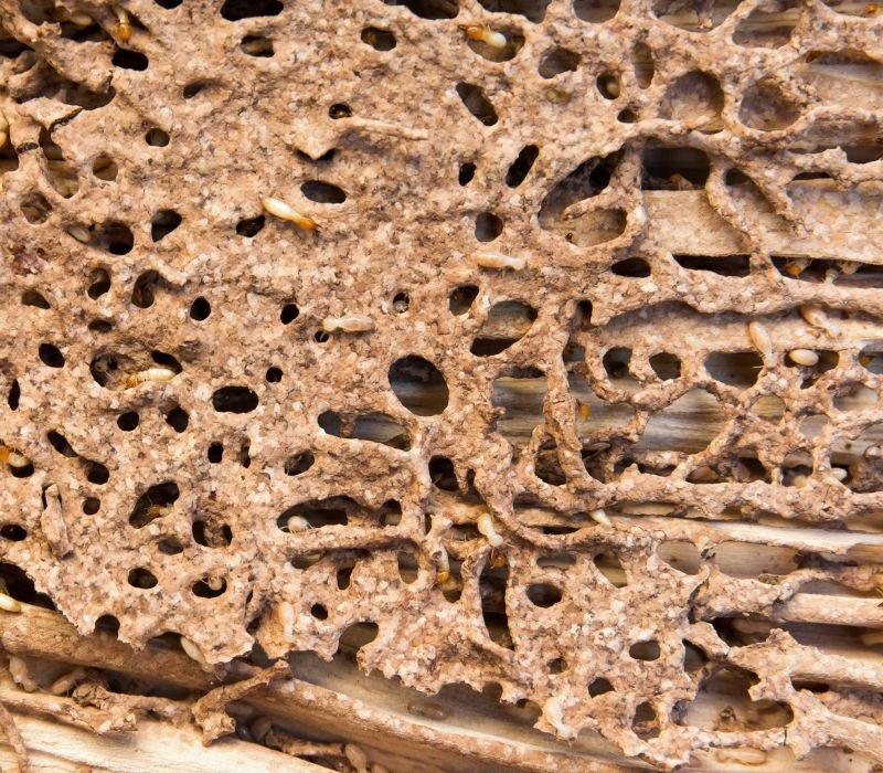 heat termite treatment