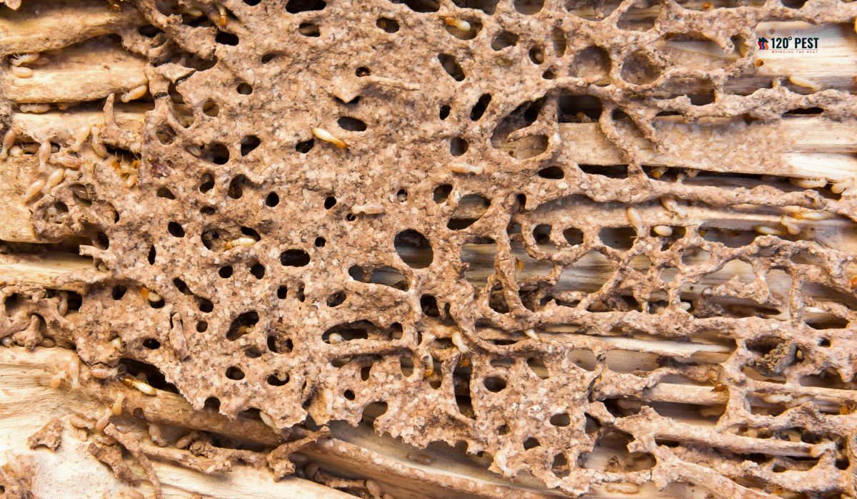 Is Heat Termite Treatment Right For You?