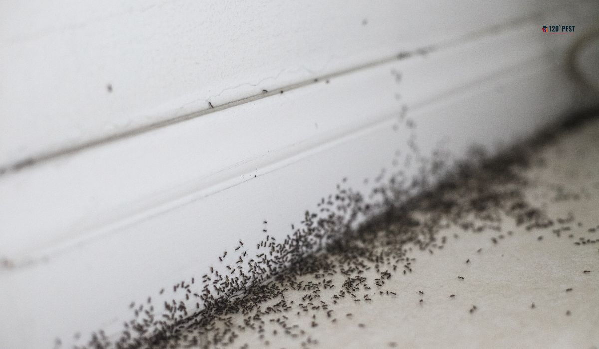 Tips for Preventing Recurring Pest Infestations in Your Home