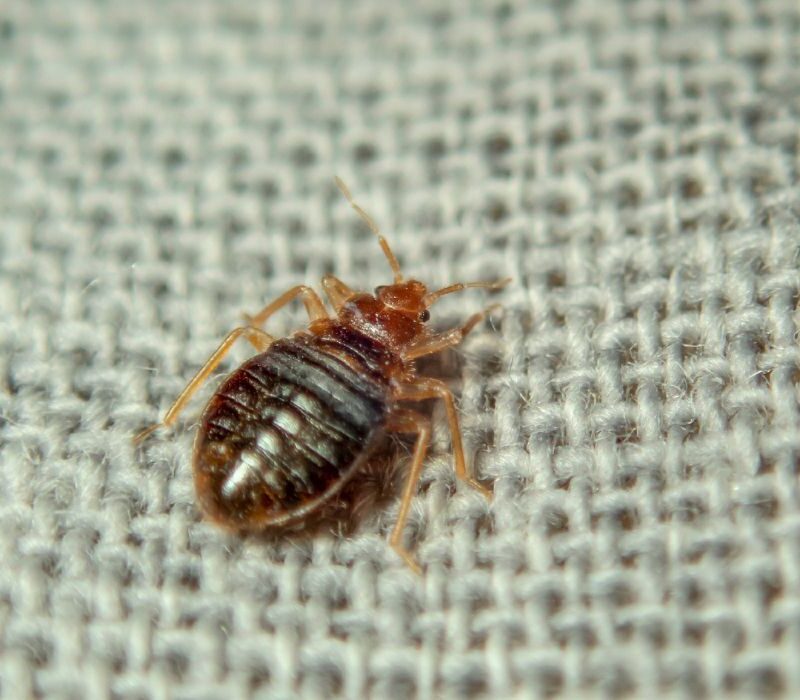 can bed bug fly
