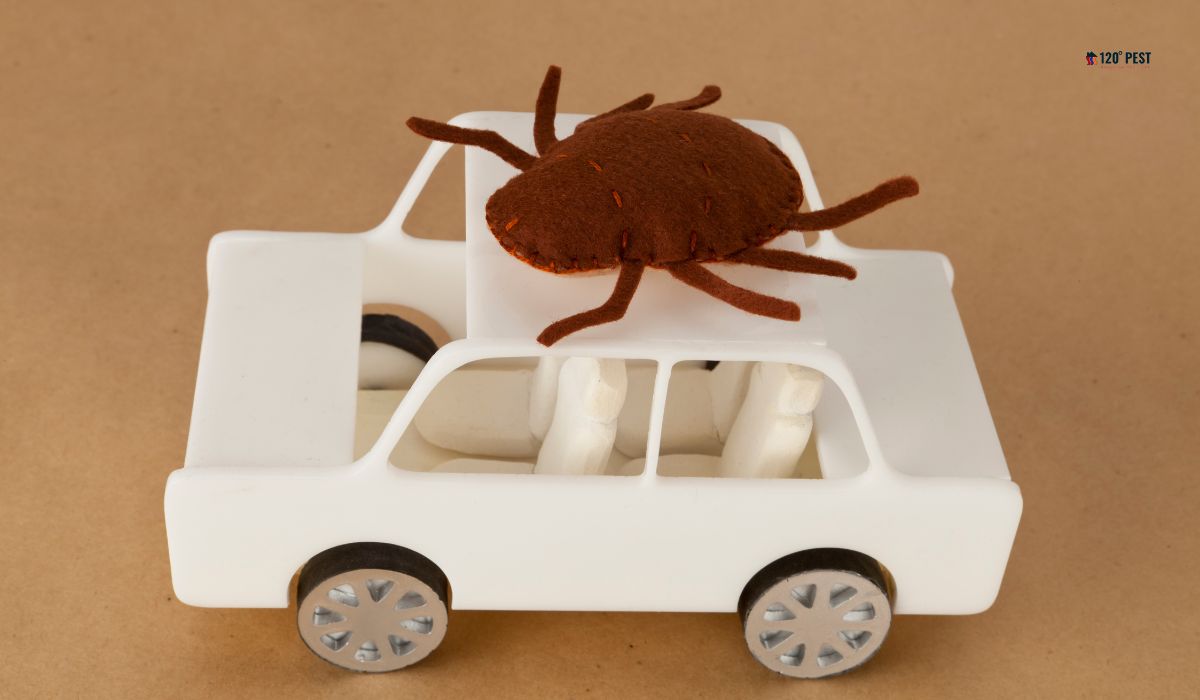 How To Get Rid of Bed Bugs In The Car?