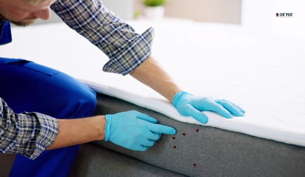 heat treatment work for bed bugs
