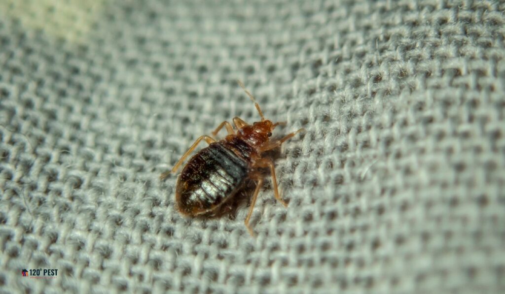 bed bugs in moving trucks