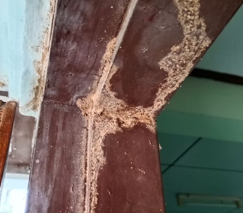 heat termite treatment