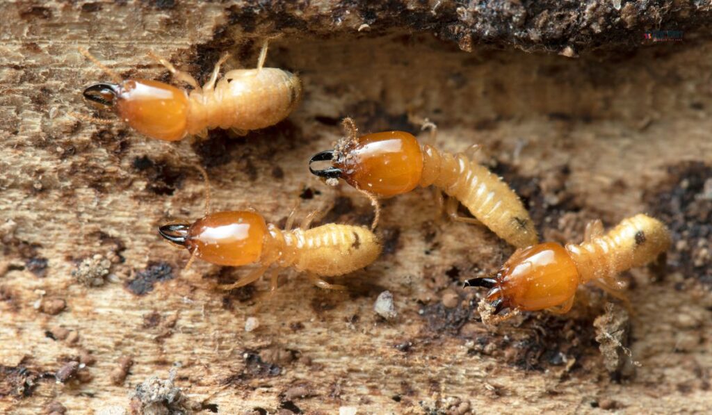 termite inspection georgia