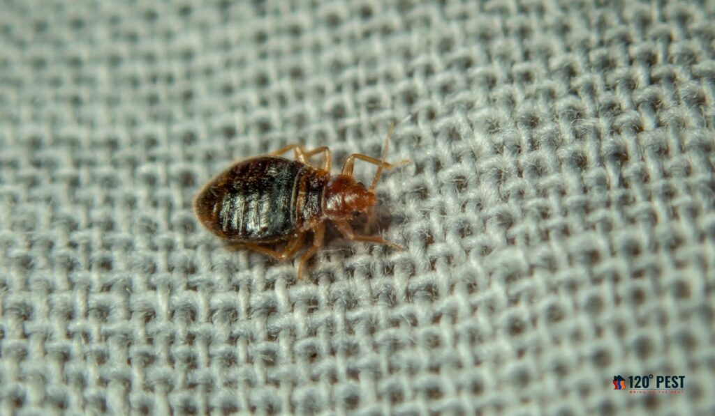 Commercial Bed Bug

