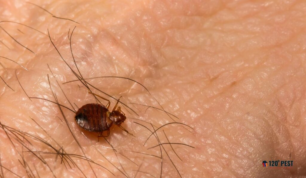 Chemicals Bed Bug
